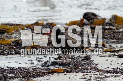 Schwarzer Austernfischer (1 von 14).jpg